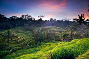 berapa tarif taxi bandara ngurah rai ke ubud