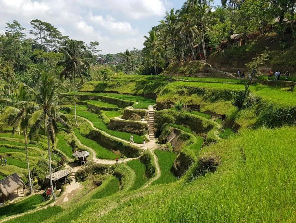 tegalalang rice terrace ubud